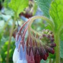 Symphytum 'Hidcote Blue' fleur